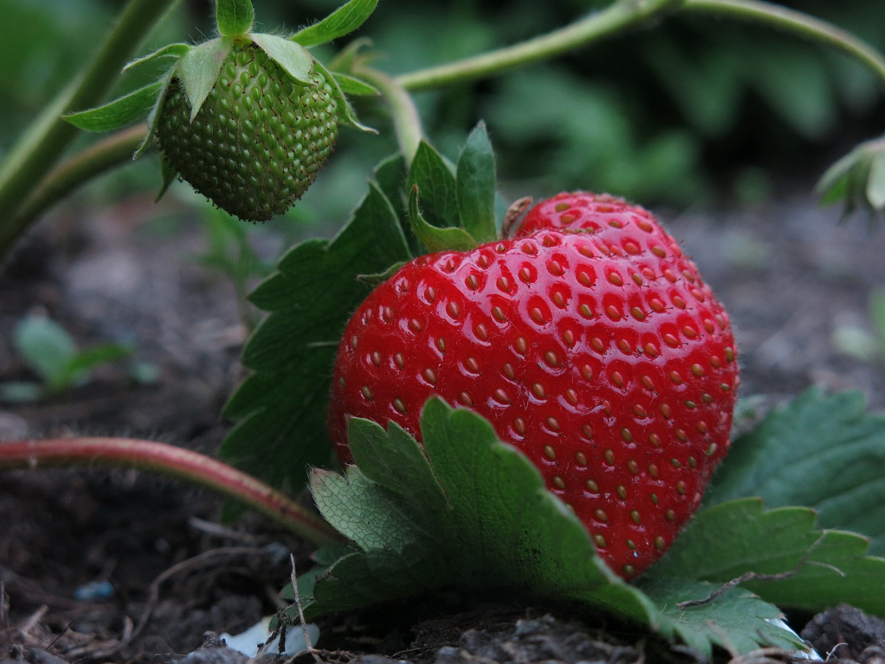 How to Grow Strawberries in a Vertical Garden